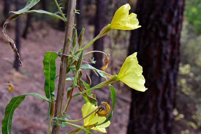 Oenothera elata, Hooker's Evening Primrose